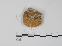 栓菌屬藏品圖，第1張