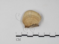 栓菌屬藏品圖，第3張