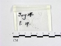 登錄號:F0016504藏品圖，第1張