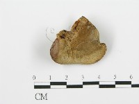 登錄號:F0016508藏品圖，第1張