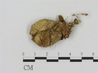 登錄號:F0016511藏品圖，第1張