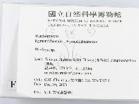 木層孔菌屬藏品圖，第2張