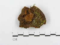 木層孔菌屬藏品圖，第3張
