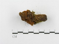 木層孔菌屬藏品圖，第4張