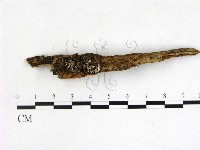 登錄號:F0016515藏品圖，第1張