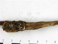 登錄號:F0016515藏品圖，第3張