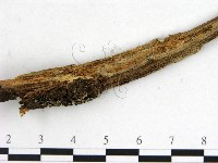 登錄號:F0016515藏品圖，第4張