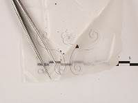登錄號:F0016516藏品圖，第1張