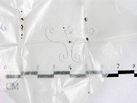 登錄號:F0016517藏品圖，第1張