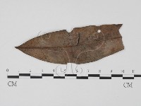 登錄號:F0016521藏品圖，第1張