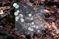 登錄號:F0016522藏品圖，第4張