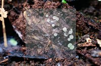 登錄號:F0016522藏品圖，第5張