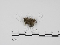 登錄號:F0016523藏品圖，第3張