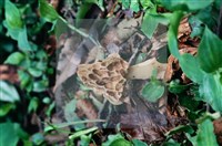 美味羊肚菌藏品圖，第4張