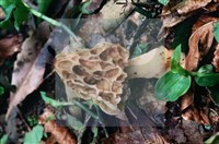 美味羊肚菌藏品圖，第5張