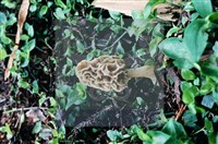 美味羊肚菌藏品圖，第6張