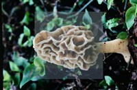 美味羊肚菌藏品圖，第7張