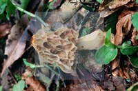 美味羊肚菌藏品圖，第8張