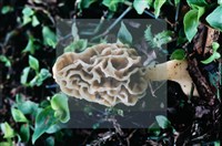 美味羊肚菌藏品圖，第9張