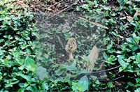 美味羊肚菌藏品圖，第10張