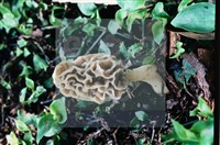 美味羊肚菌藏品圖，第11張