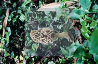 美味羊肚菌藏品圖，第12張