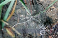 登錄號:F0016526藏品圖，第5張