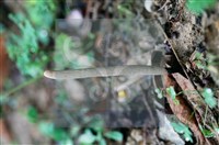 登錄號:F0016526藏品圖，第6張