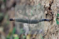 登錄號:F0016526藏品圖，第8張