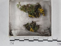 登錄號:F0016527藏品圖，第1張