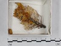 登錄號:F0016528藏品圖，第1張