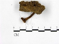 登錄號:F0016530藏品圖，第3張