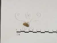 登錄號:F0016536藏品圖，第3張