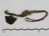 登錄號:F0016537藏品圖，第1張