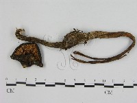 登錄號:F0016537藏品圖，第3張