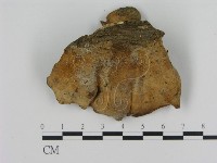 登錄號:F0016541藏品圖，第3張