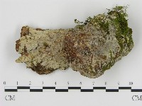 登錄號:F0016542藏品圖，第1張