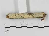 冇骨消絲齒菌藏品圖，第3張