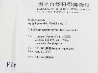 管齒菌屬藏品圖，第2張