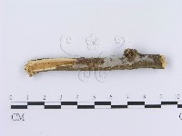 管齒菌屬藏品圖，第1張