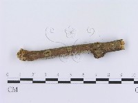 管齒菌屬藏品圖，第4張
