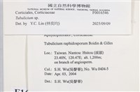 管齒菌屬藏品圖，第5張