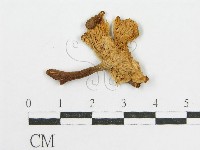 登錄號:F0016547藏品圖，第3張