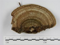登錄號:F0016548藏品圖，第1張