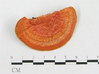 血紅密孔菌藏品圖，第3張