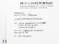 血紅密孔菌藏品圖，第2張
