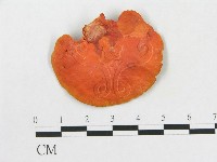 血紅密孔菌藏品圖，第3張