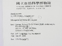 黄柄小孔菌藏品圖，第2張