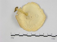 黄柄小孔菌藏品圖，第1張