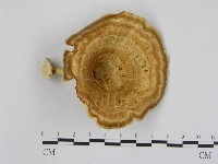 黄柄小孔菌藏品圖，第3張